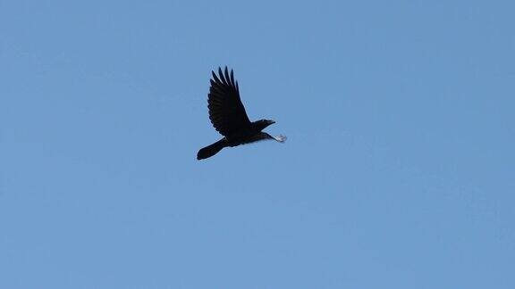 黑乌鸦在蓝天上飞翔