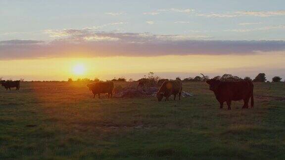 日落时牛在路上吃草