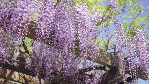盛开的日本紫藤花