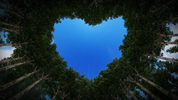 透过树的心脏延时云无缝循环高清
