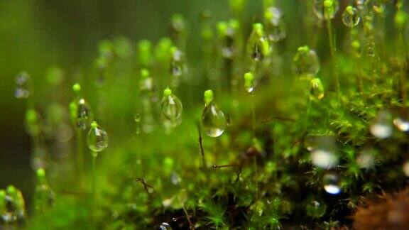 雨滴落在苔藓上