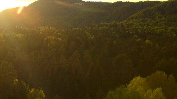 镜头:日落时分夕阳照在郁郁葱葱的森林树梢上