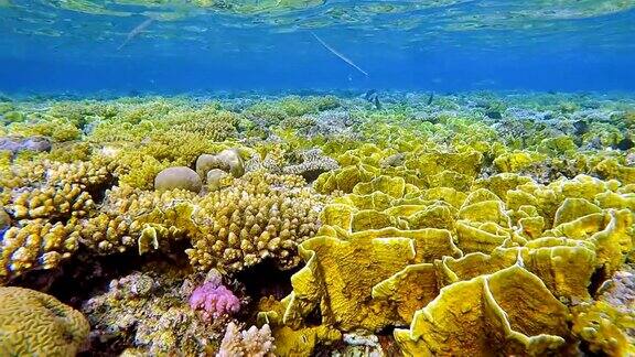 珊瑚礁上的海洋生物与许多火珊瑚在红海附近的马萨阿拉姆
