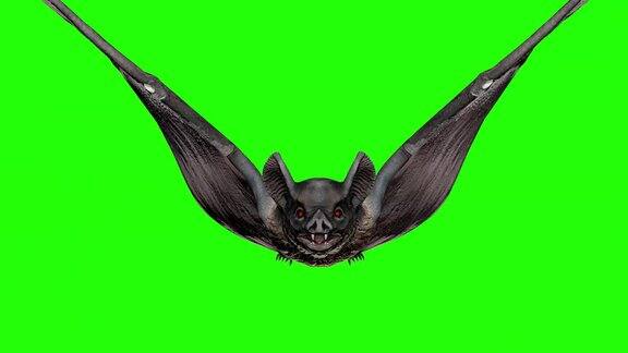 吸血蝙蝠在绿色屏幕上飞行 万圣节