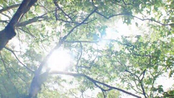 在日本的夏天仰望树木阳光穿透树木