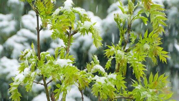 雪落在嫩芽上