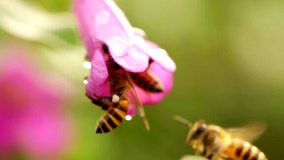 蜜蜂在粉红色的花朵上慢镜头