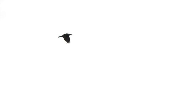 黑乌鸦鸟飞行的慢动作