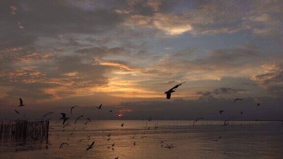 日落时飞翔的海鸥
