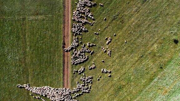 鸟瞰图上的农地羊群