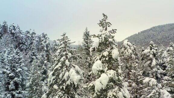 冬天美丽的雪景森林飞过白雪覆盖的松树