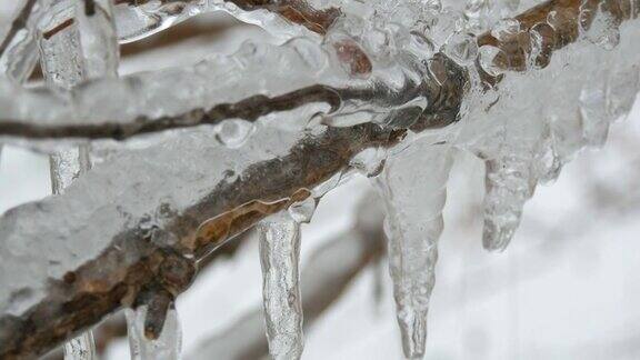 美丽的冰和正在融化的冰柱在树枝上