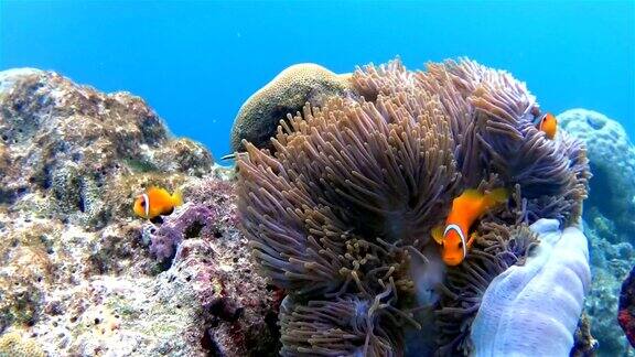 海葵中的马尔代夫小丑鱼