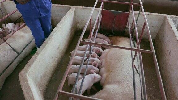 一个养猪场的女养猪户用药片监测猪的生长情况