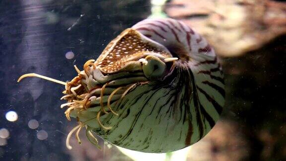 水族馆中有房间的鹦鹉螺(庞皮利乌斯)水下