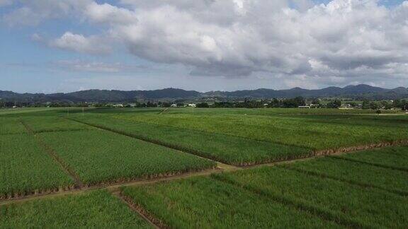 无人机拍摄澳大利亚特威德谷的甘蔗作物
