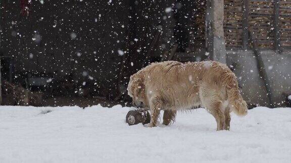 SLOMO小狗玩在雪与旧球库存视频