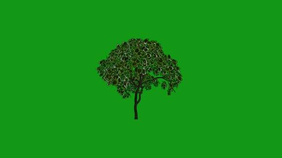 移动树运动图形与绿色屏幕背景