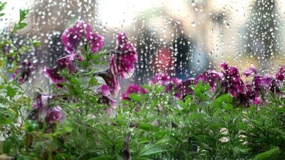 夏日窗外的雨café雨点落在窗玻璃上模糊了自然的浅紫色紫外光花的半色调美丽的散景在潮湿的城市窗户后面抽象的剪影人们走在伞下概念生活方式现代城市