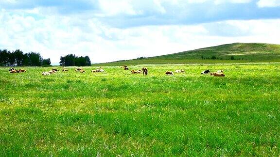 草原上成群的牛