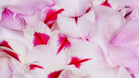 白色粉红色剑兰花瓣背景宏观视图