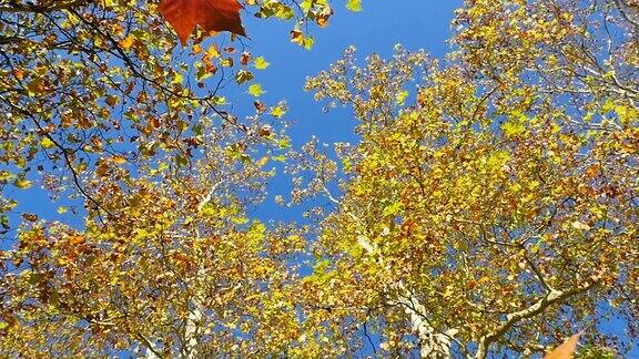 七彩的梧桐树叶子在秋天飘落在地上可循环