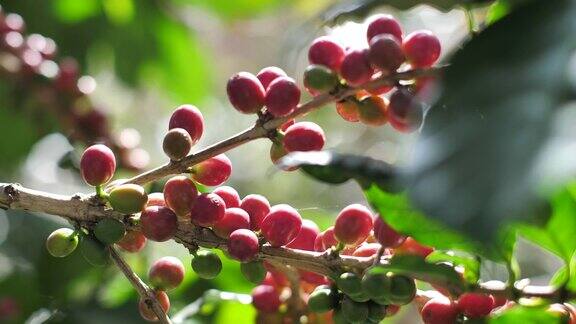 咖啡农场的咖啡樱桃