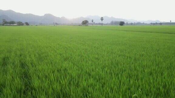 在美丽的日落阳光下飞过稻田