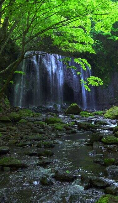 新鲜的绿色植物和TatsuzawaFudo瀑布Inawashiro福岛县