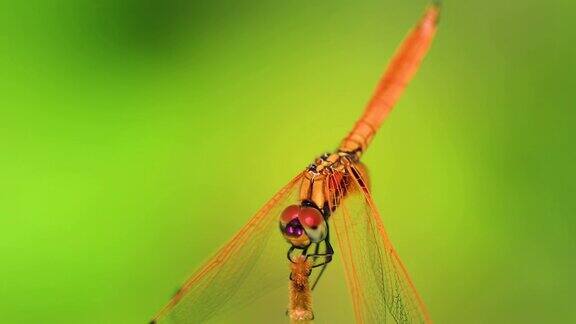 蜻蜓在植物的茎干中栖息