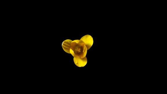 黄番红花藏红花花椒花时间流逝的视频俯视图