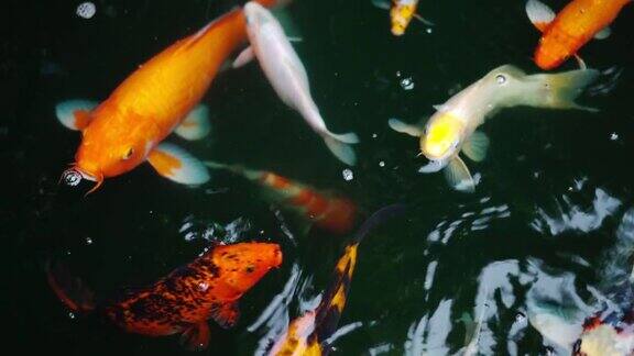 池塘里游着锦鲤或鲤鱼在池塘里