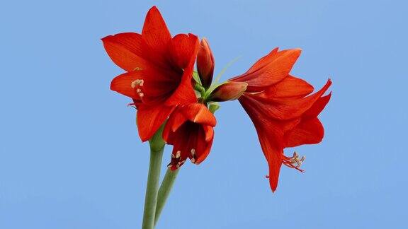 Macrotimelapse盛开红色朱顶红的花孤立在蓝色的背景