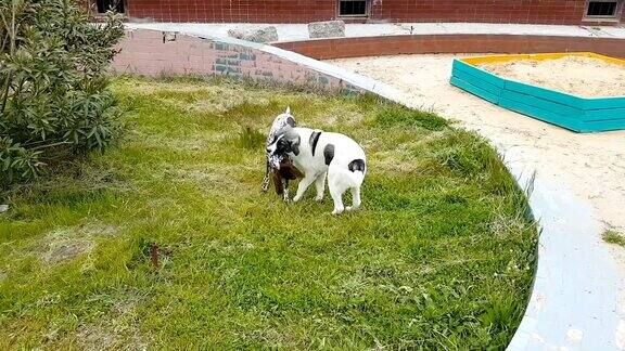 两只狗在草地上玩松果