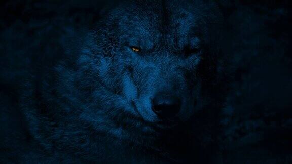 狼在夜里咆哮眼睛发光