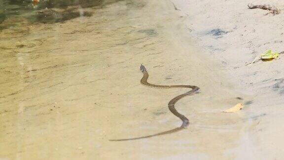 毒蛇沿着河岸爬行慢动作