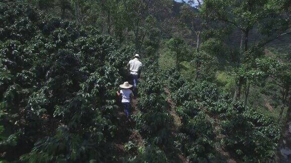 父女走过咖啡收获地的鸟瞰图