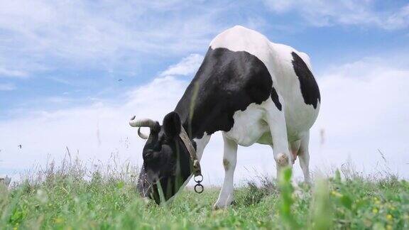 在草地上吃草的黑白奶牛奶牛站在蓝天白云的背景上