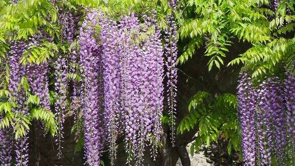 美妙盛开的紫藤花