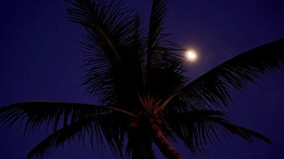 月光下的热带棕榈树