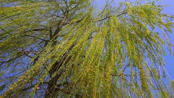 阳光明媚的一天一棵柳树的树枝