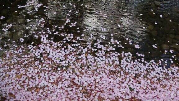 花园里的樱花漂浮在水上