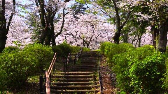 穿过樱花盛开的公园