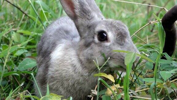 兔子站在草丛里吃一片树叶