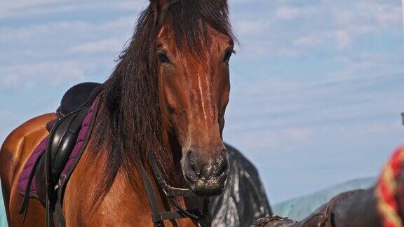 蓝色天空背景下棕色的马站在马厩附近慢动作