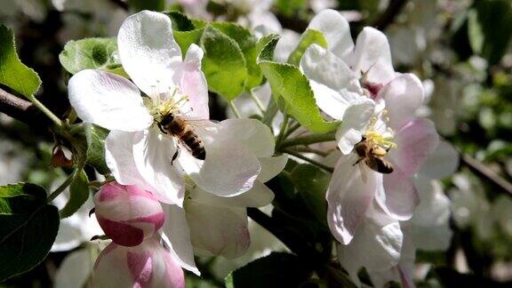 蜜蜂给苹果树的花授粉