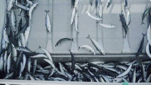 捕鱼业:在北海的一艘船上捕获大量鲭鱼