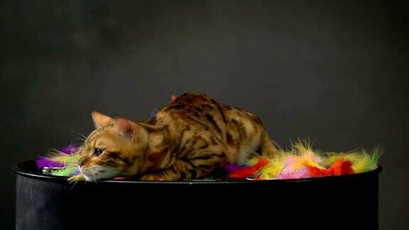 可爱的金色孟加拉猫
