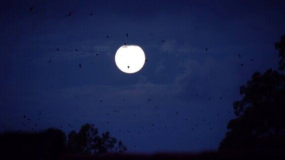 大群蝙蝠与满月在黎明4K视频飞行