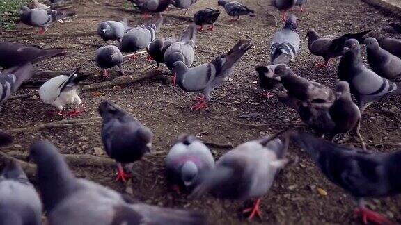 一群鸽子在吃面包